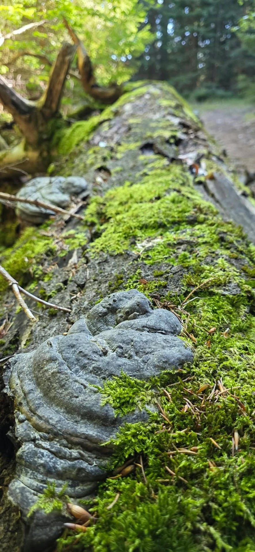 Detail přírody v Jeseníkách